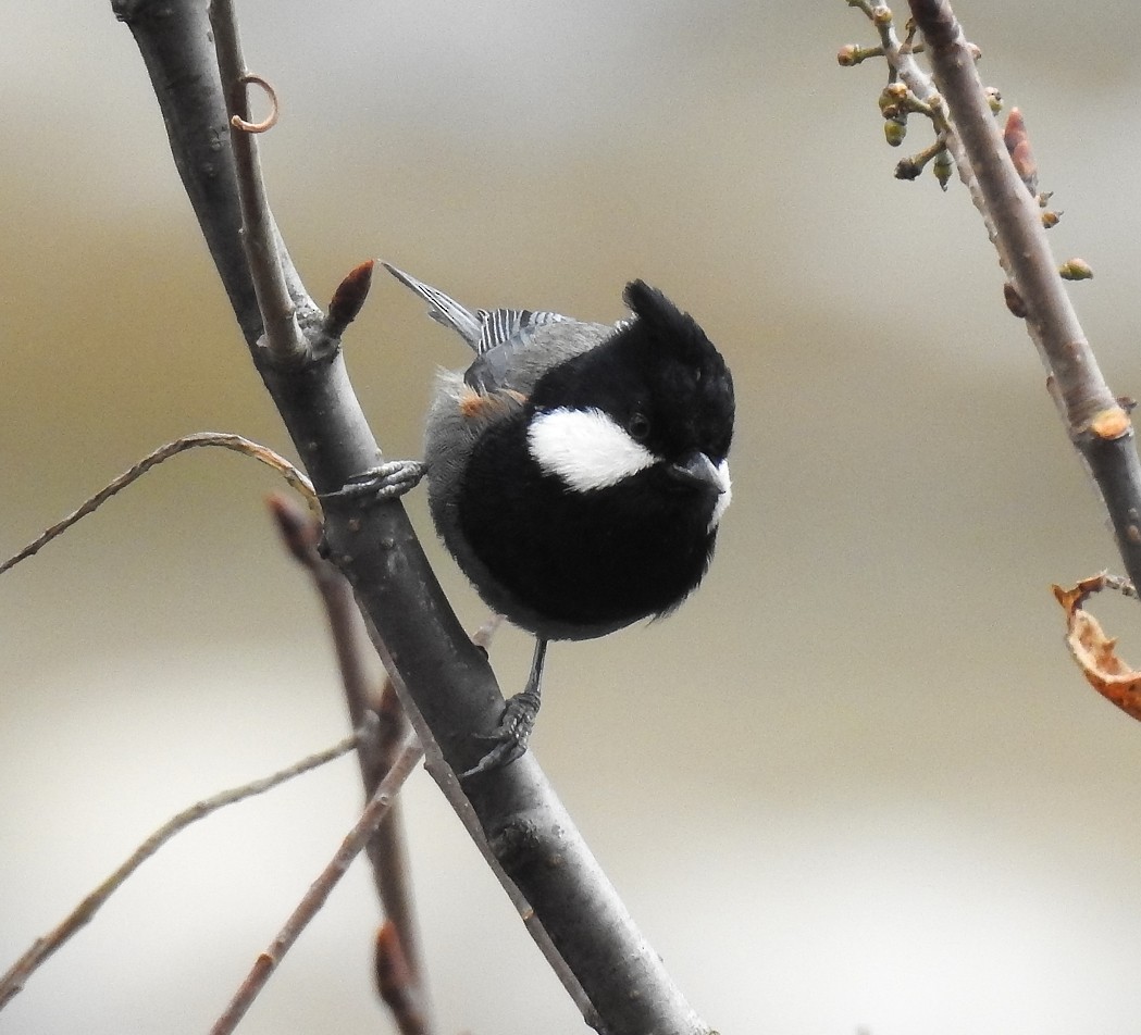 Rufous-naped Tit - ML120310981