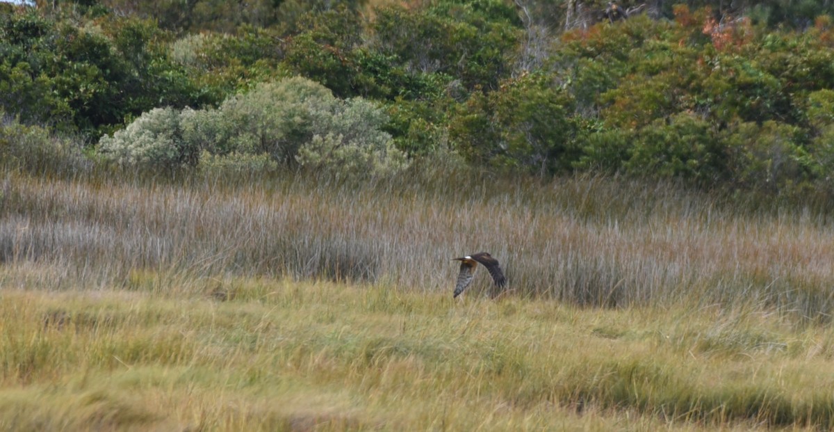 Northern Harrier - ML120311541