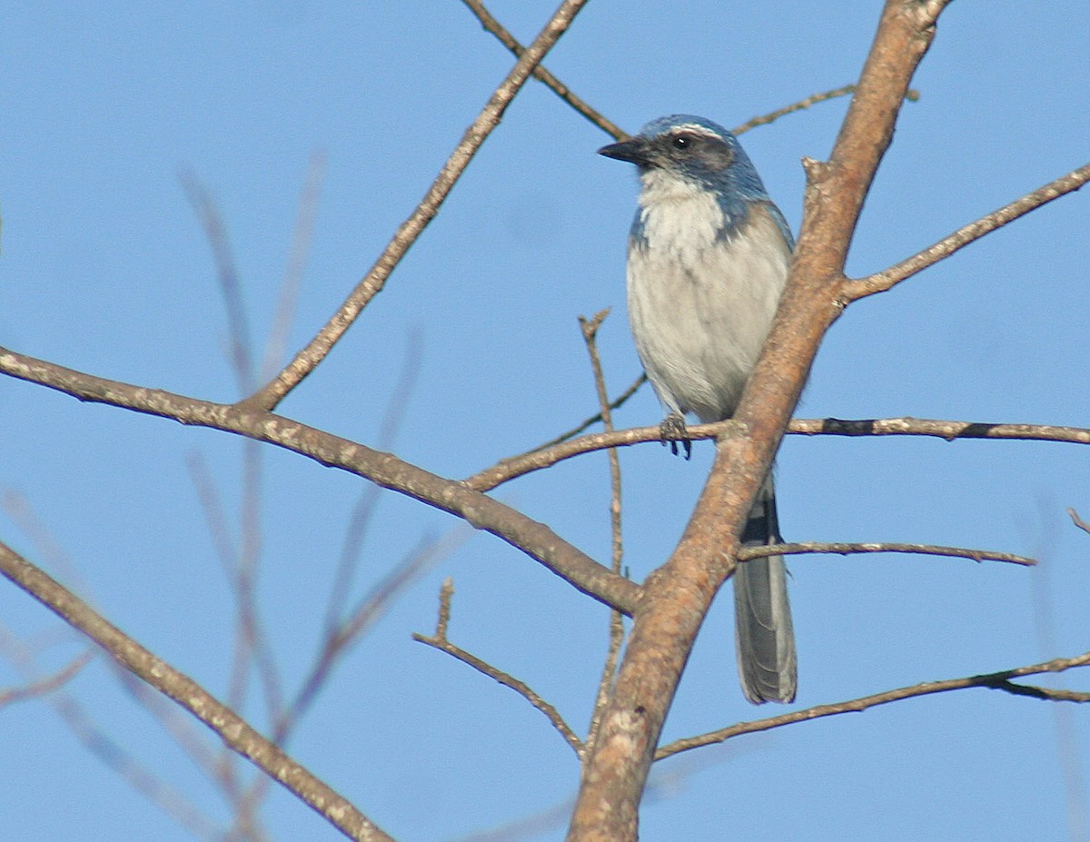 California Scrub-Jay - ML120316671