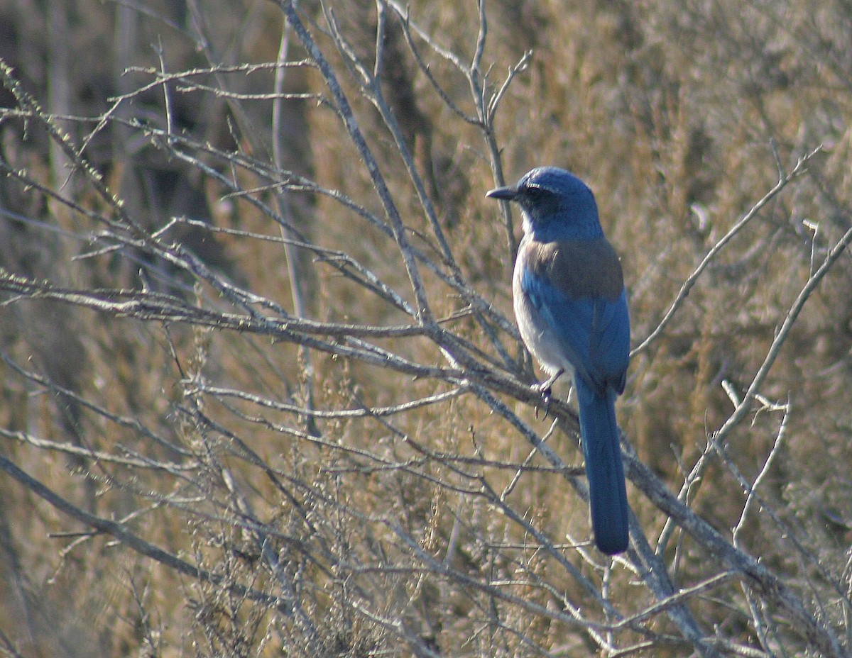 California Scrub-Jay - ML120316861