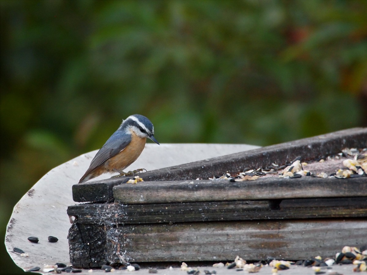 Red-breasted Nuthatch - Eric Kubilus