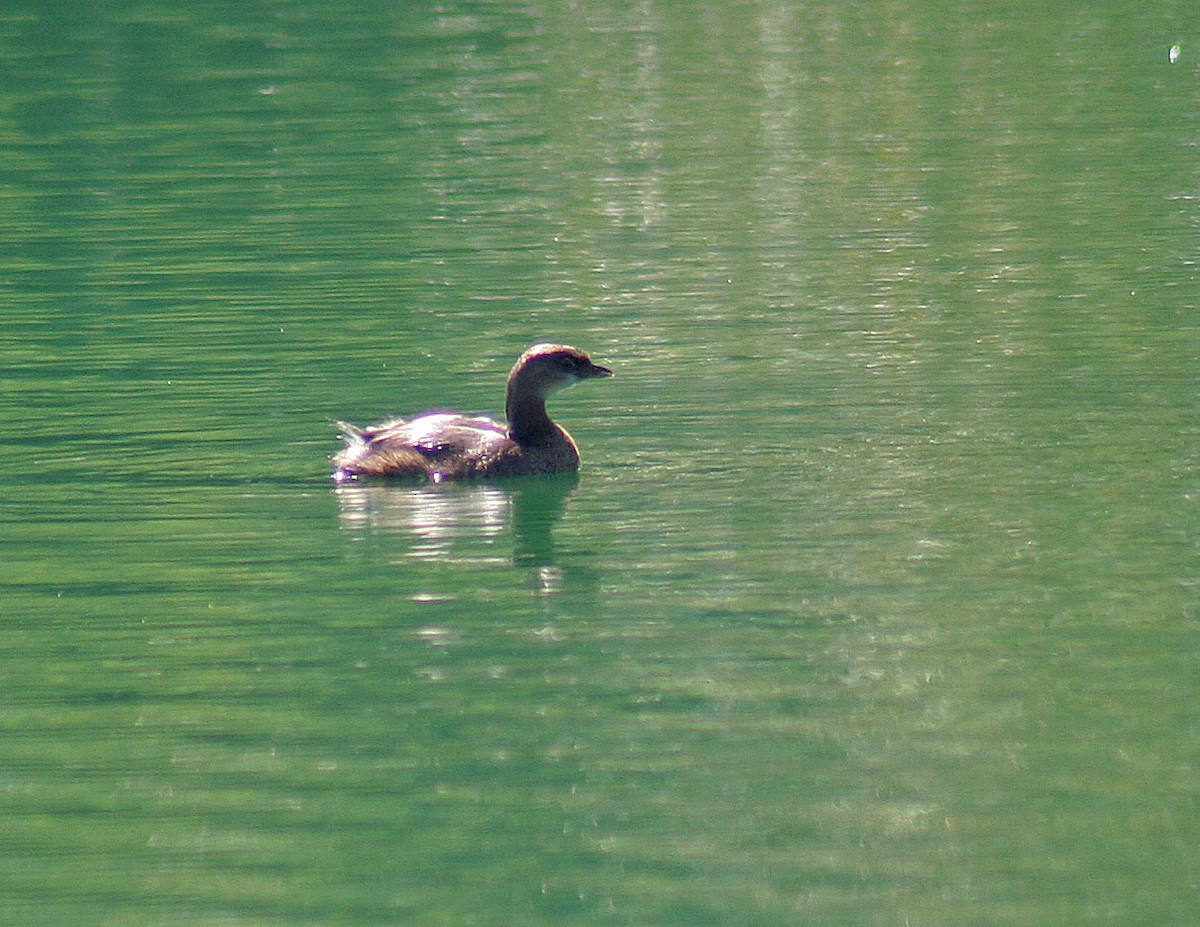Pied-billed Grebe - ML120317211