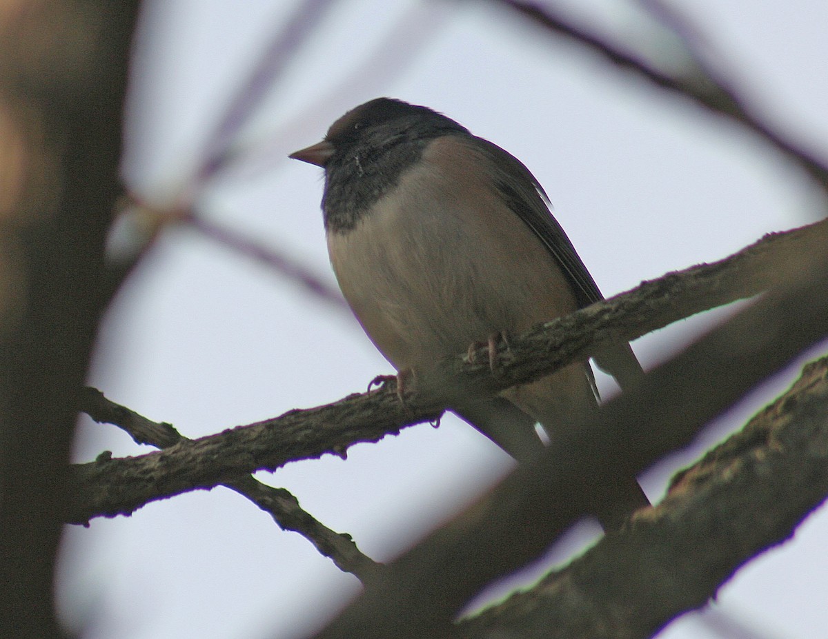 Dark-eyed Junco - ML120317901