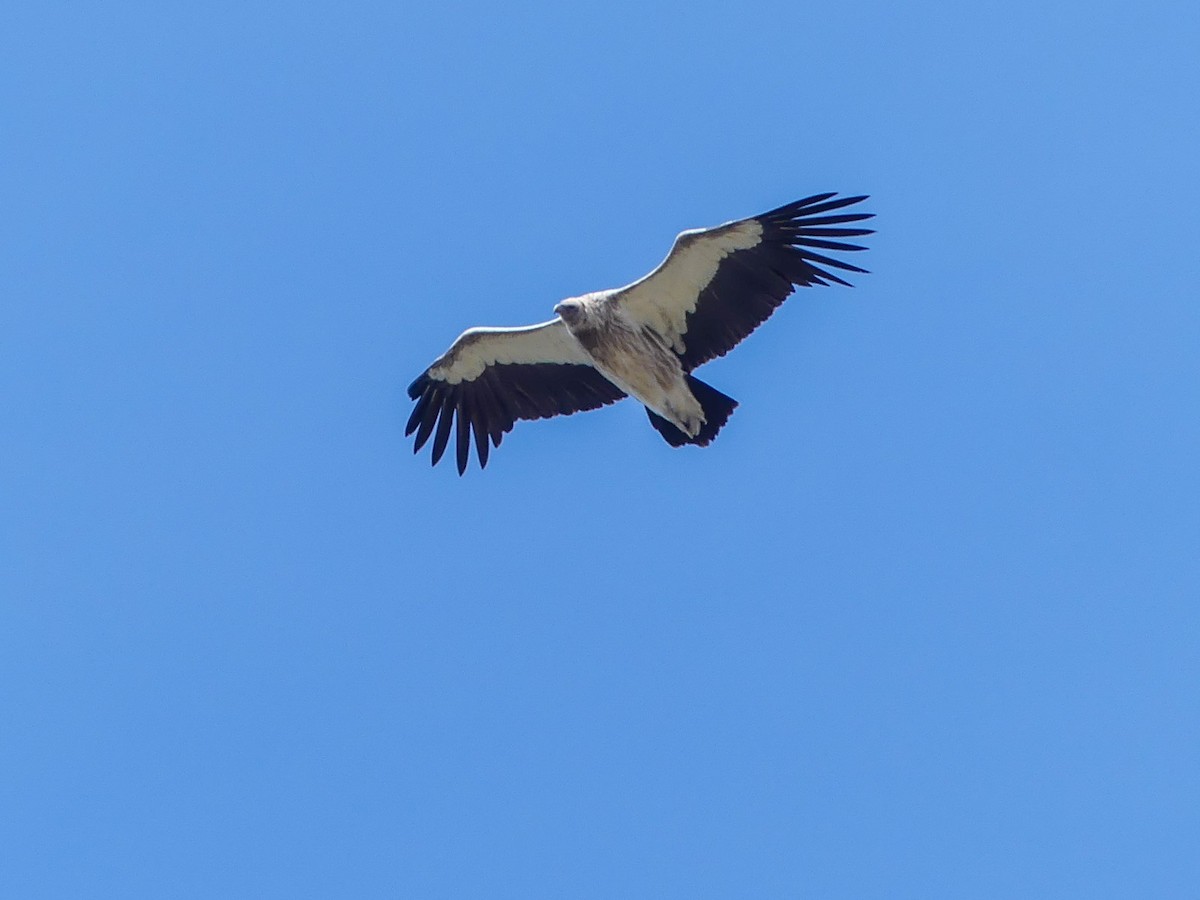 Himalayan Griffon - ML120319151