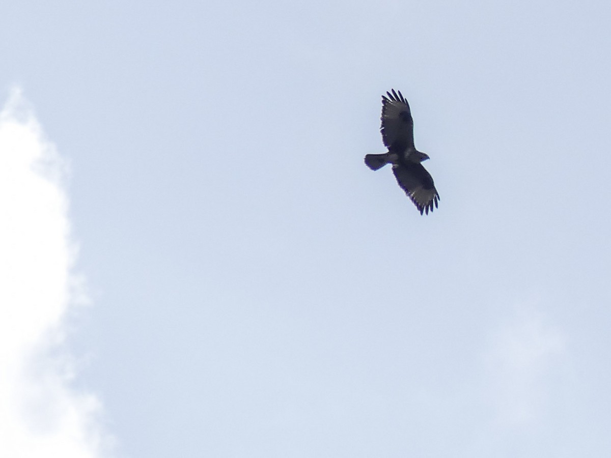 Himalayan Buzzard - ML120319231