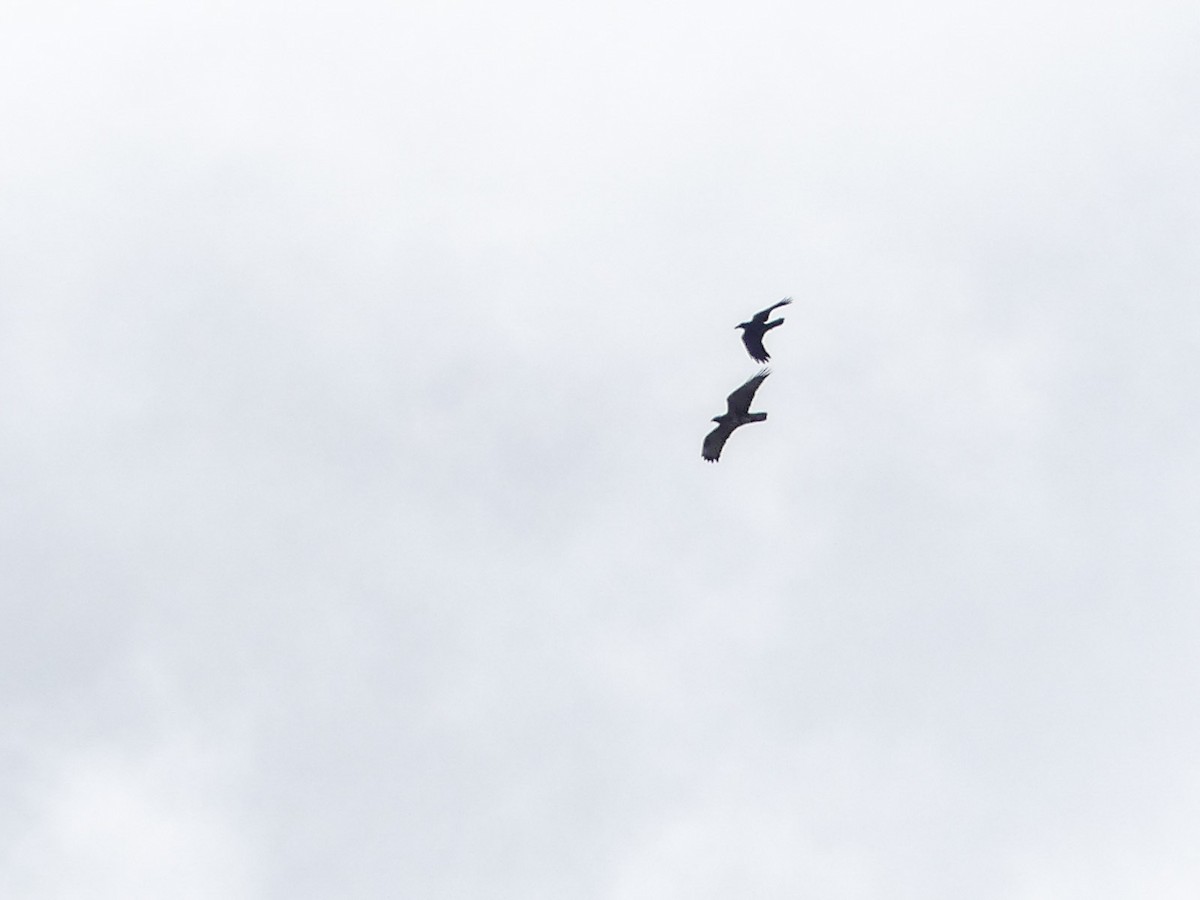 Himalayan Buzzard - ML120319241