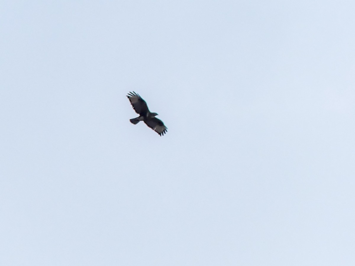 Himalayan Buzzard - Mike Prince