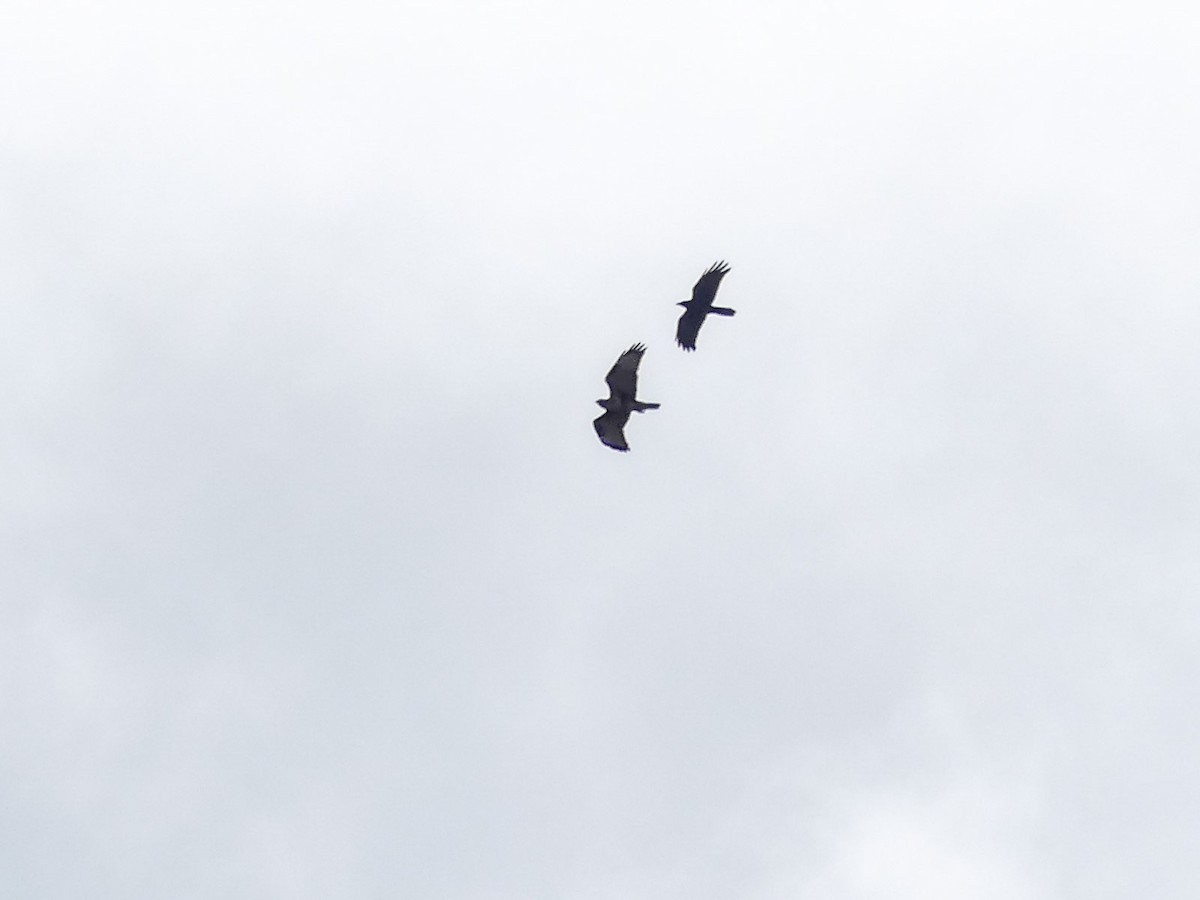 Himalayan Buzzard - ML120319281