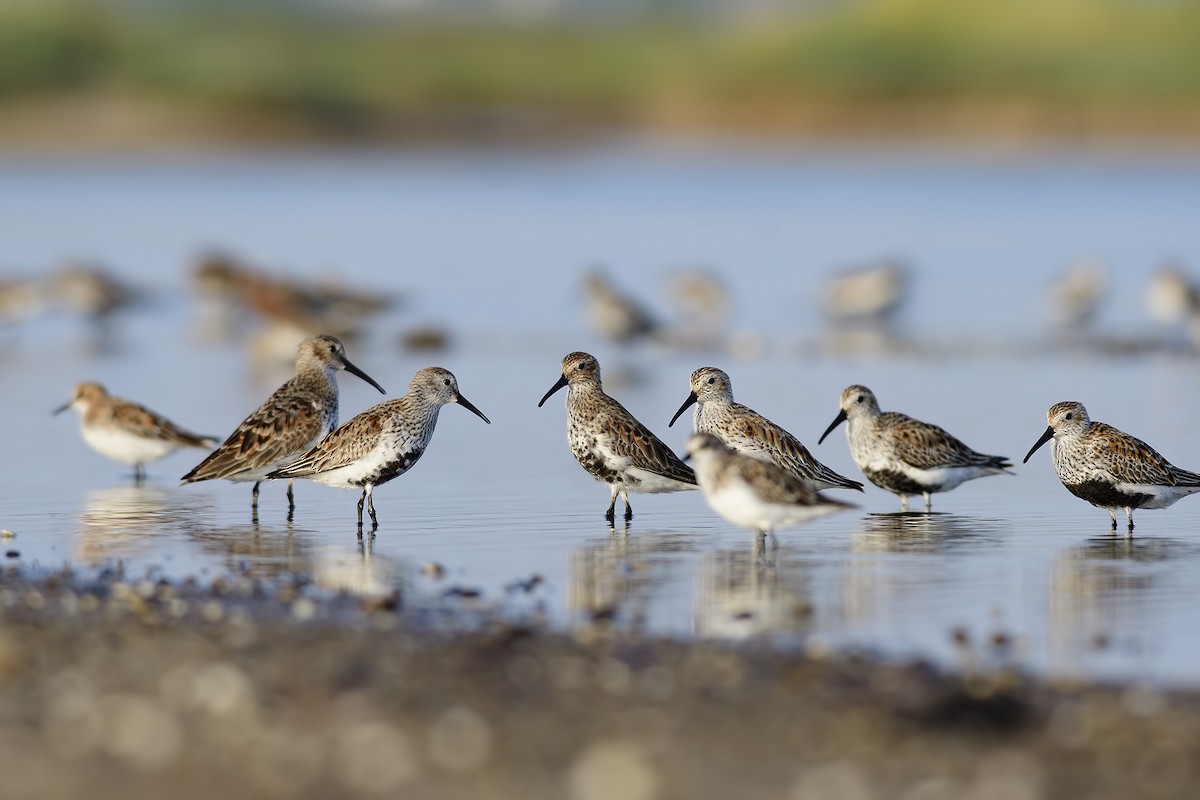 Dunlin - Mustafa Özdemir