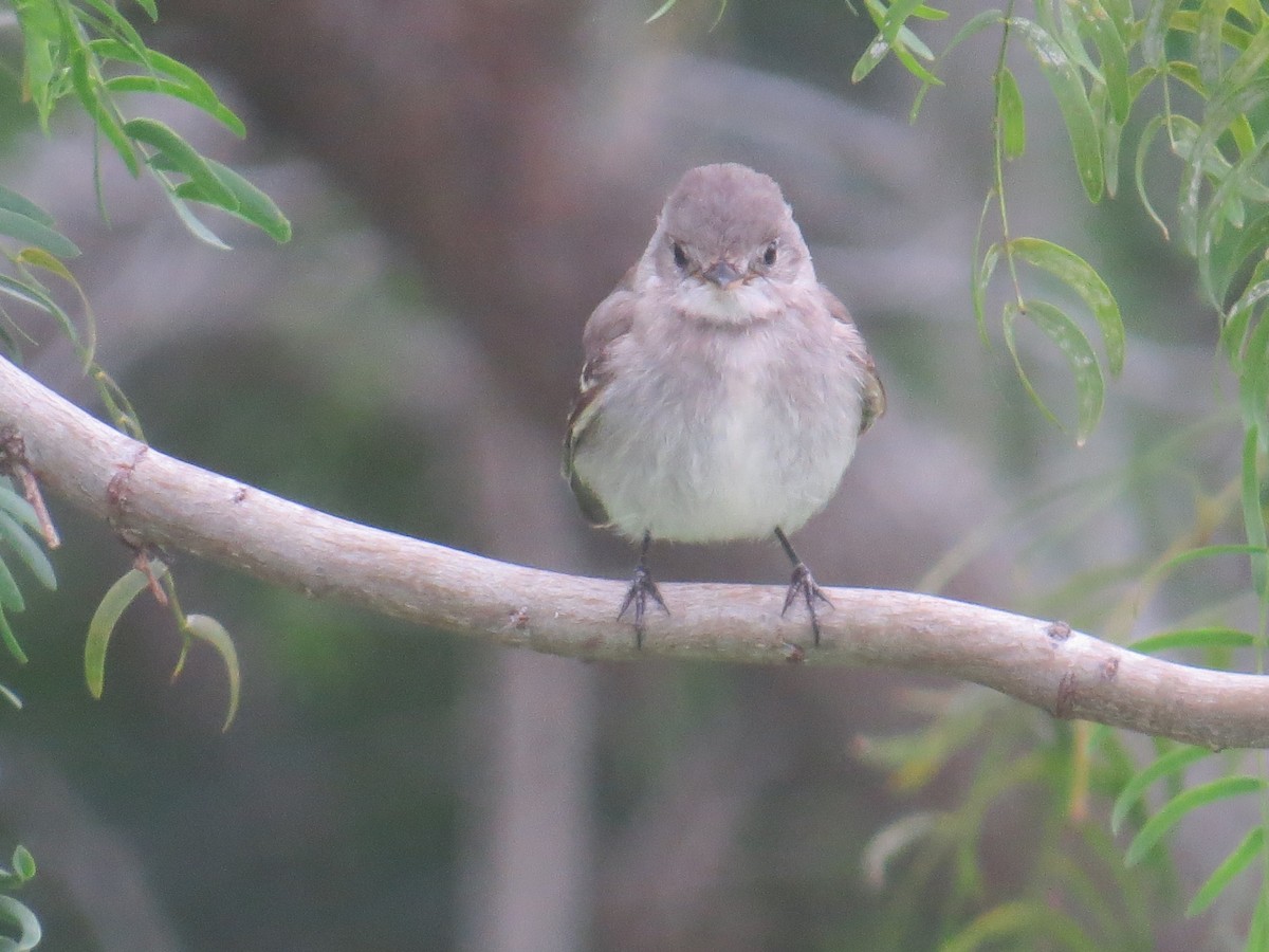 Gray Flycatcher - ML120320031