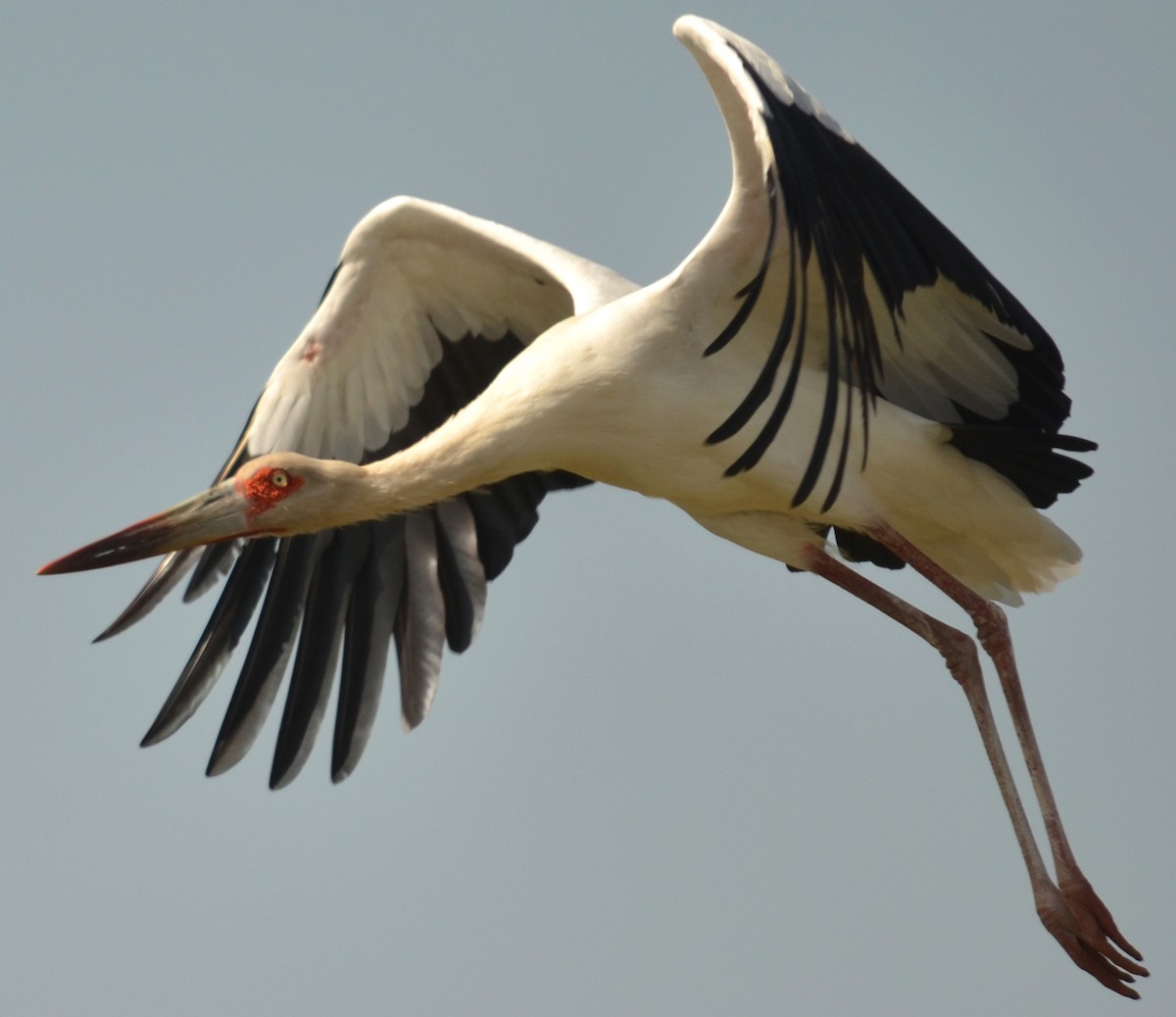 Maguari Stork - Leonardo Duque
