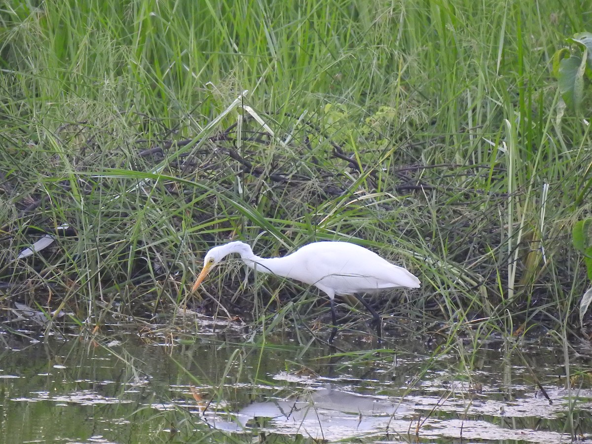 Medium Egret - Sivakumar Ramasamy