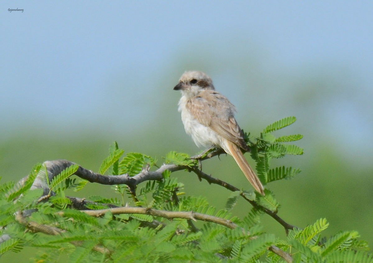 Isabelline Shrike - ML120322701