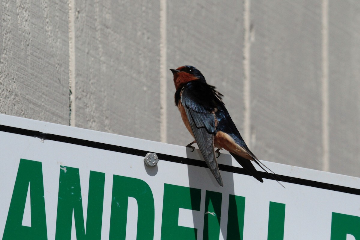 Golondrina Común - ML120322761