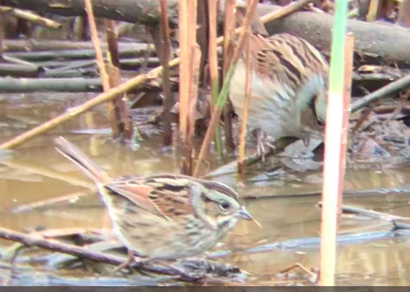 Swamp Sparrow - ML120322811