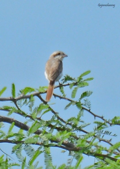 Isabelline Shrike - ML120322841