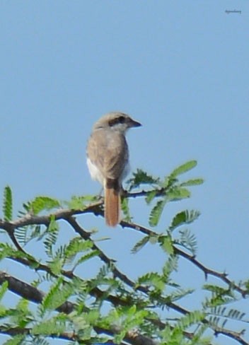 Isabelline Shrike - ML120322921