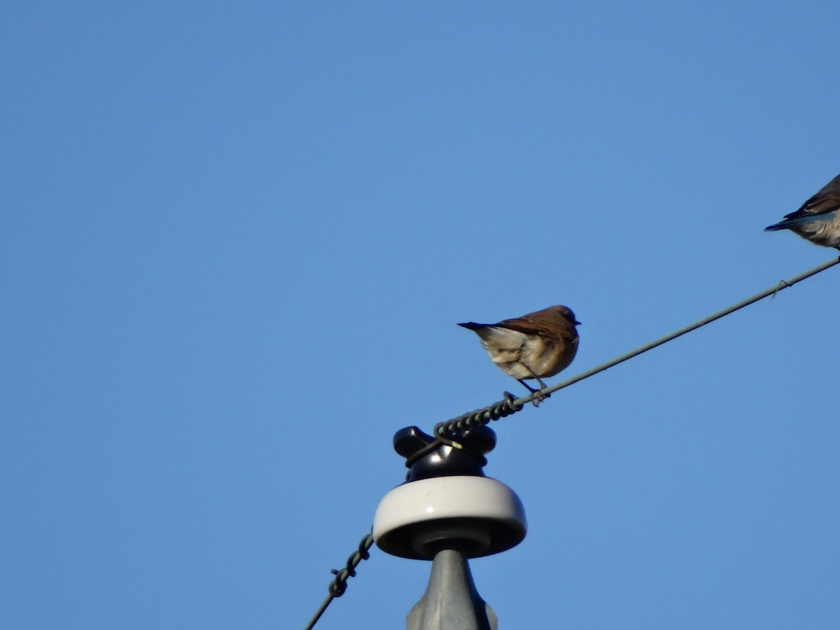 Northern Wheatear - ML120324121