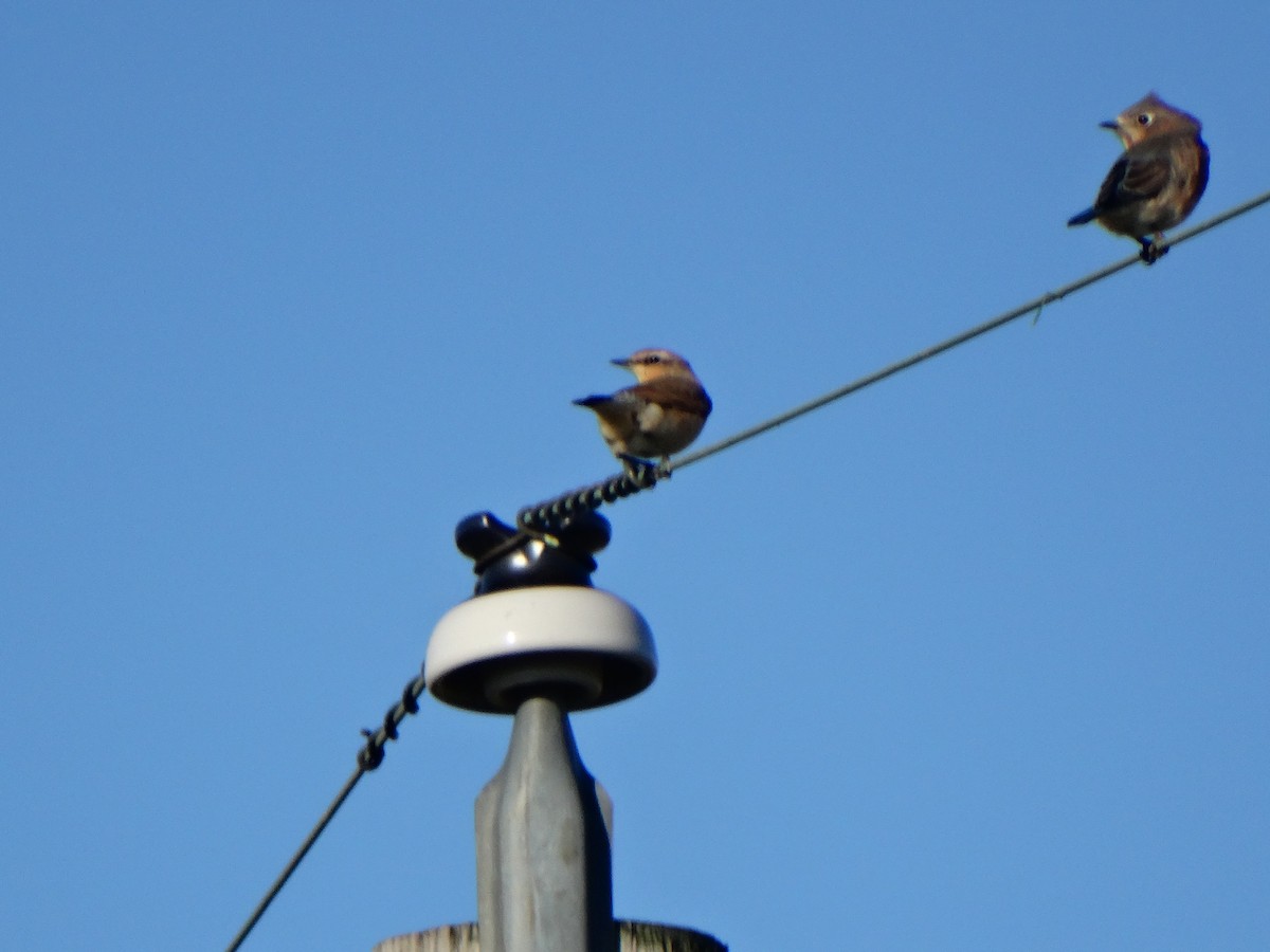 Northern Wheatear - ML120324131