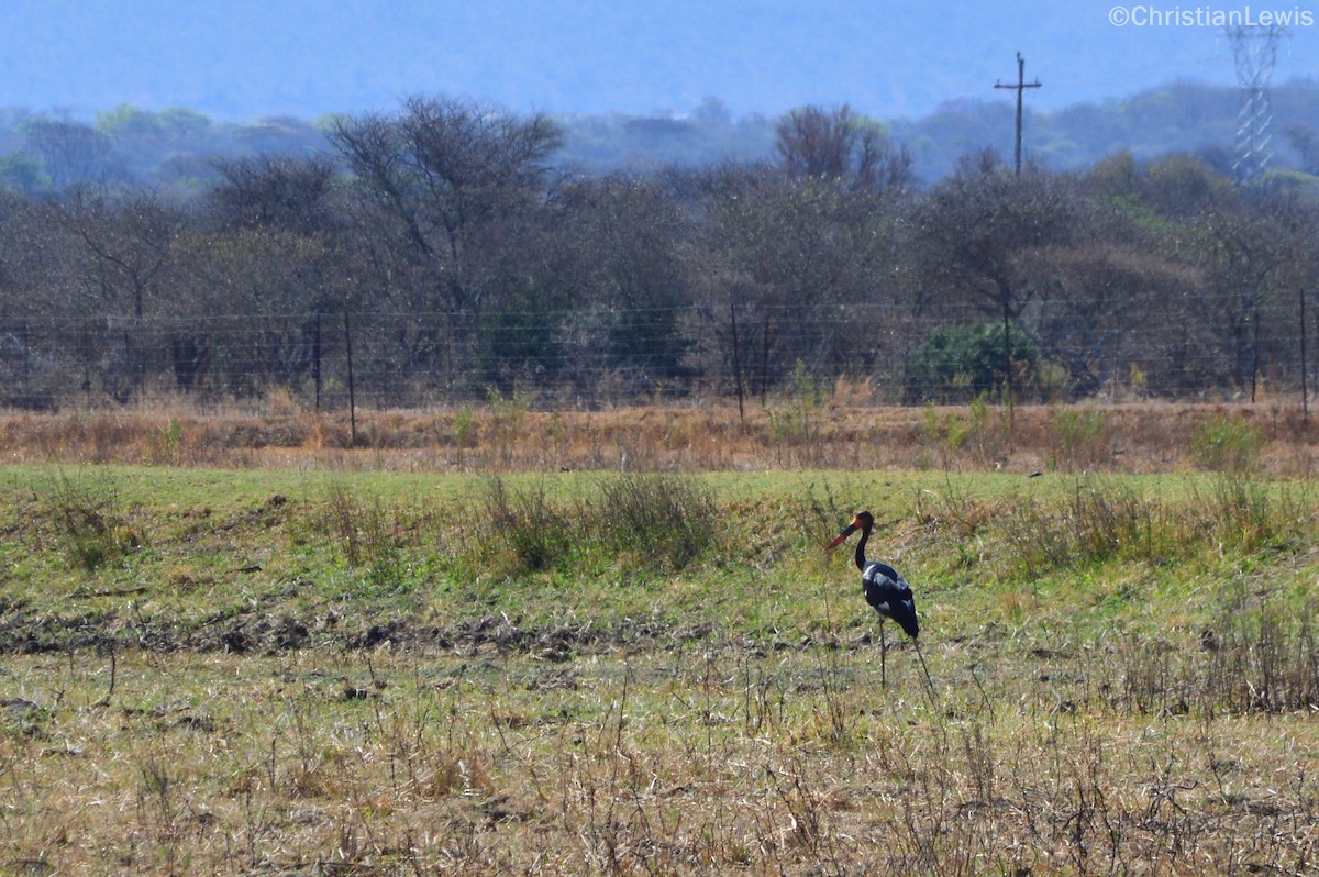 Saddle-billed Stork - ML120325621