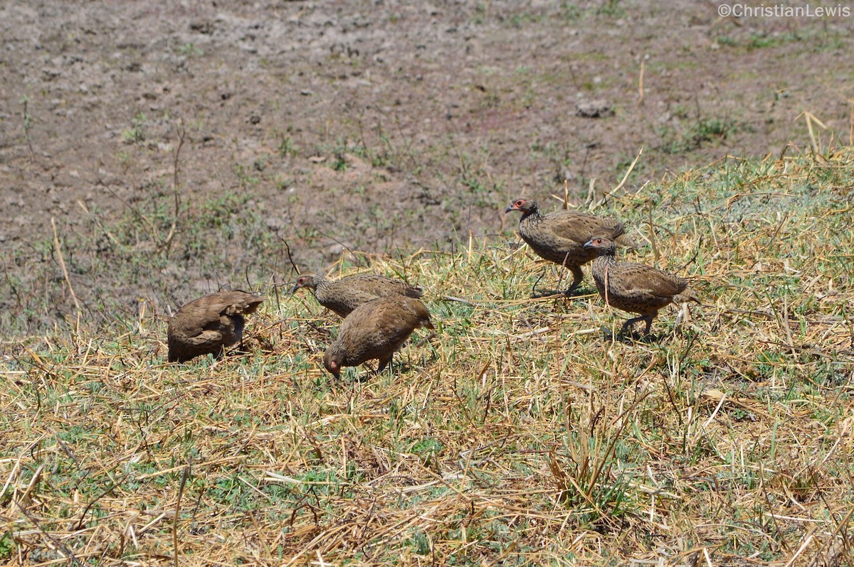 Swainson's Spurfowl - ML120326091