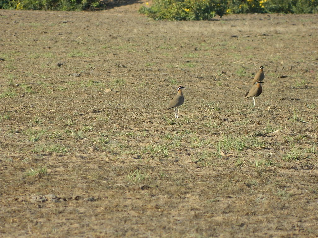 Indian Courser - ML120329441