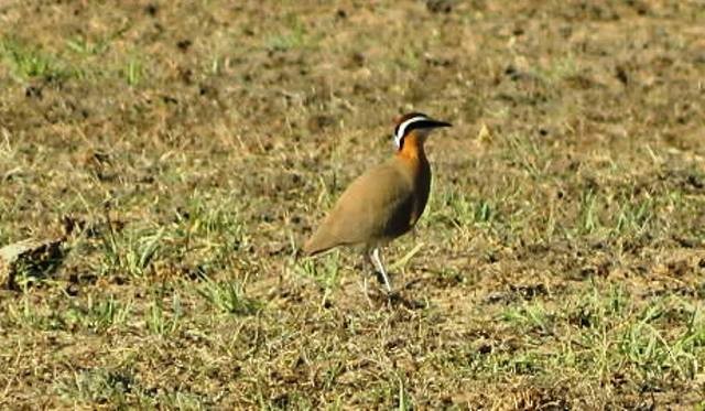 Indian Courser - ML120329451