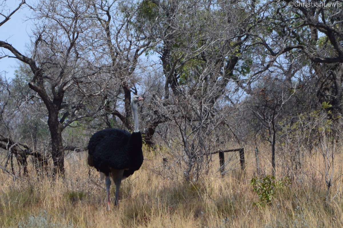 Common Ostrich - ML120329781