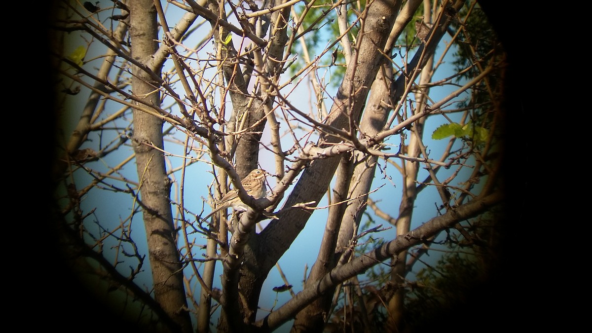 Vesper Sparrow - ML120331261