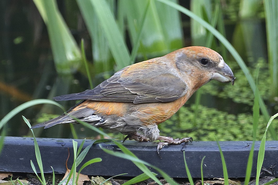 Parrot Crossbill - ML120331451