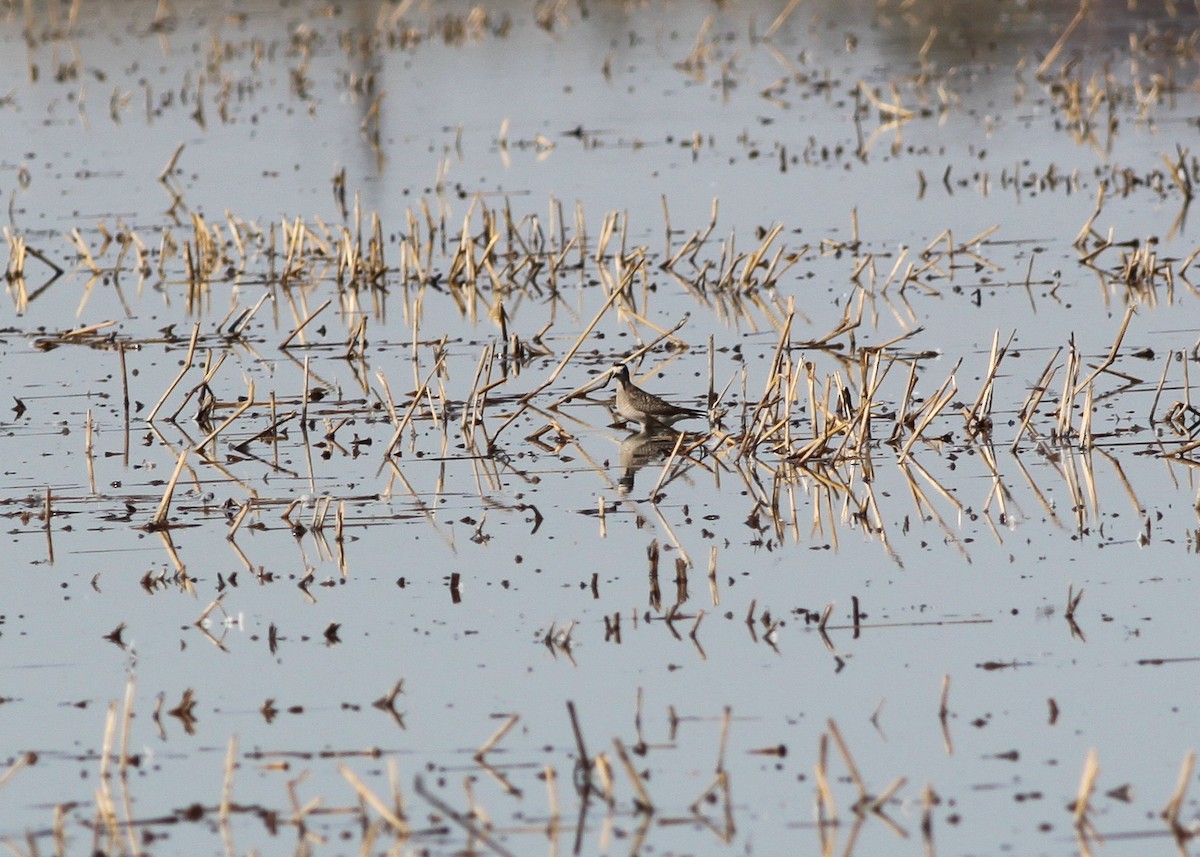 American Golden-Plover - ML120332731