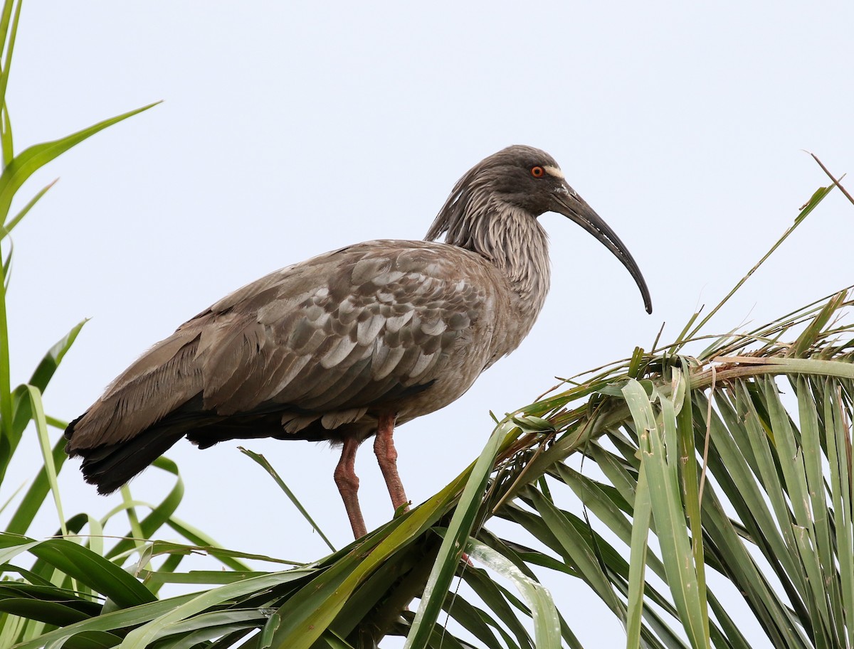 ibis běločelý - ML120333281