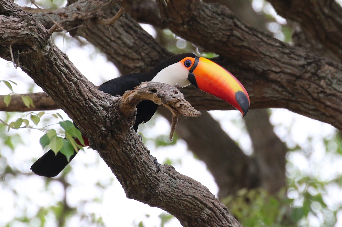 Toco Toucan - Matthew Grube