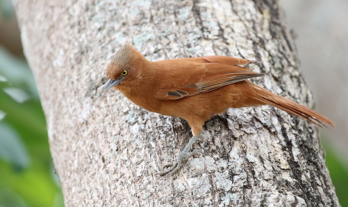 Cacholote Crestigrís - ML120333431