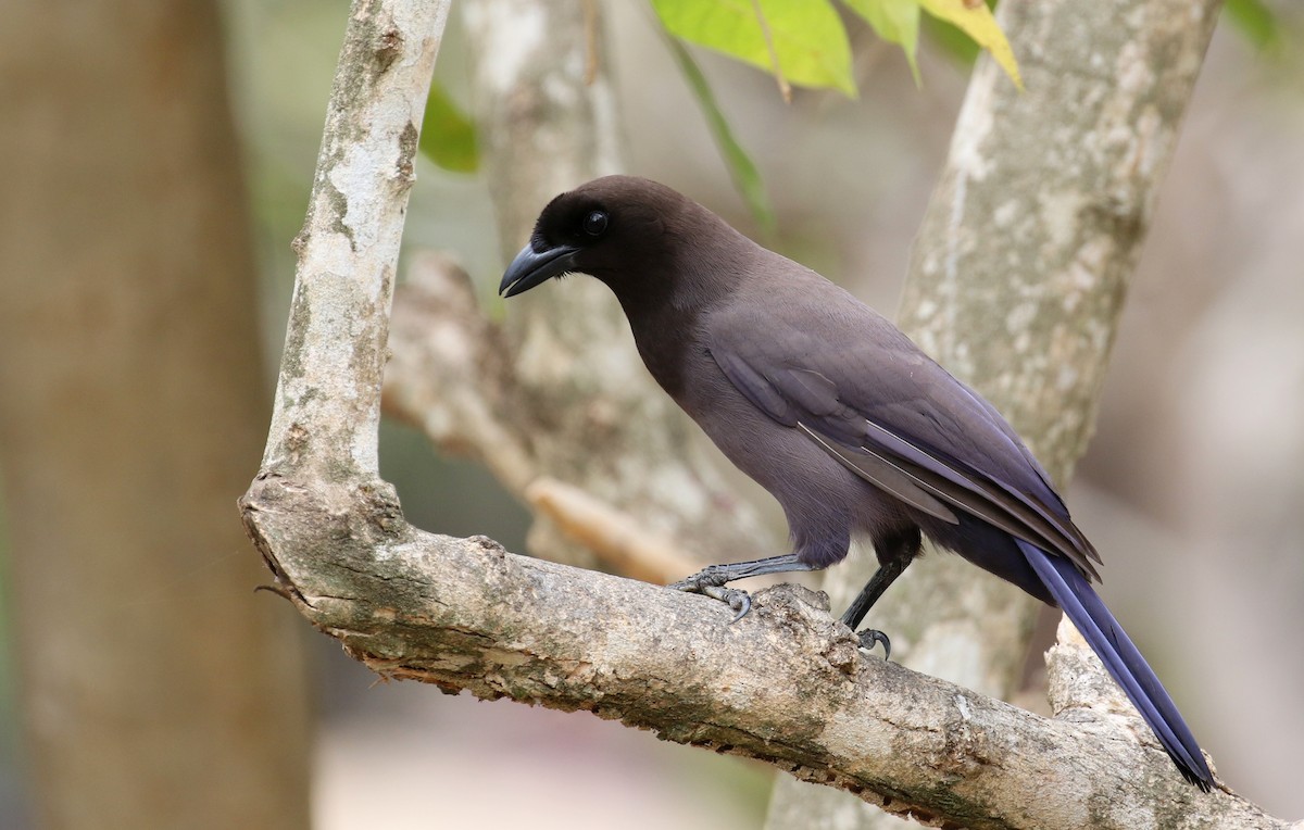Purplish Jay - Matthew Grube