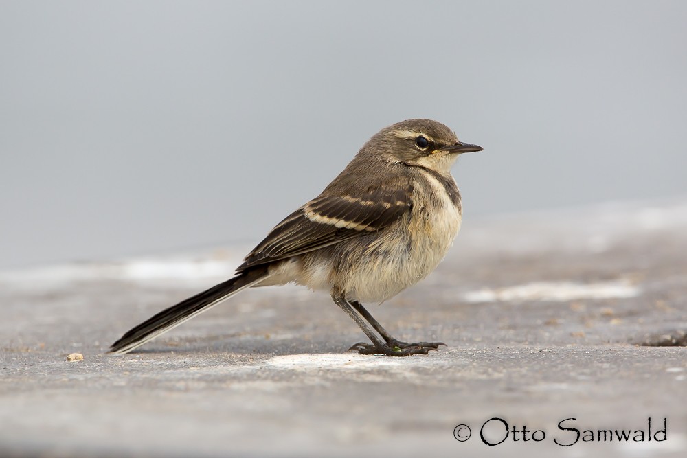 Cape Wagtail - ML120335751