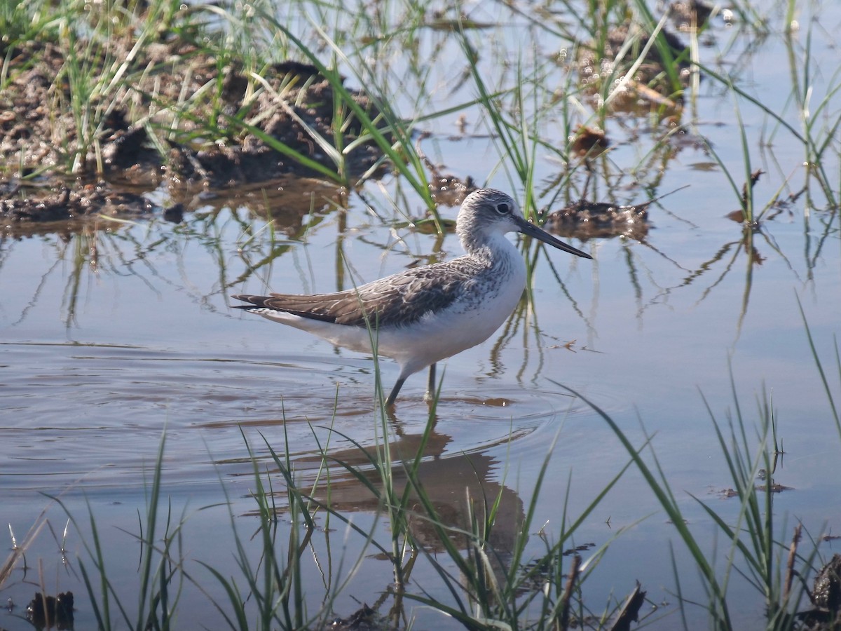 Common Greenshank - Neil Broekhuizen