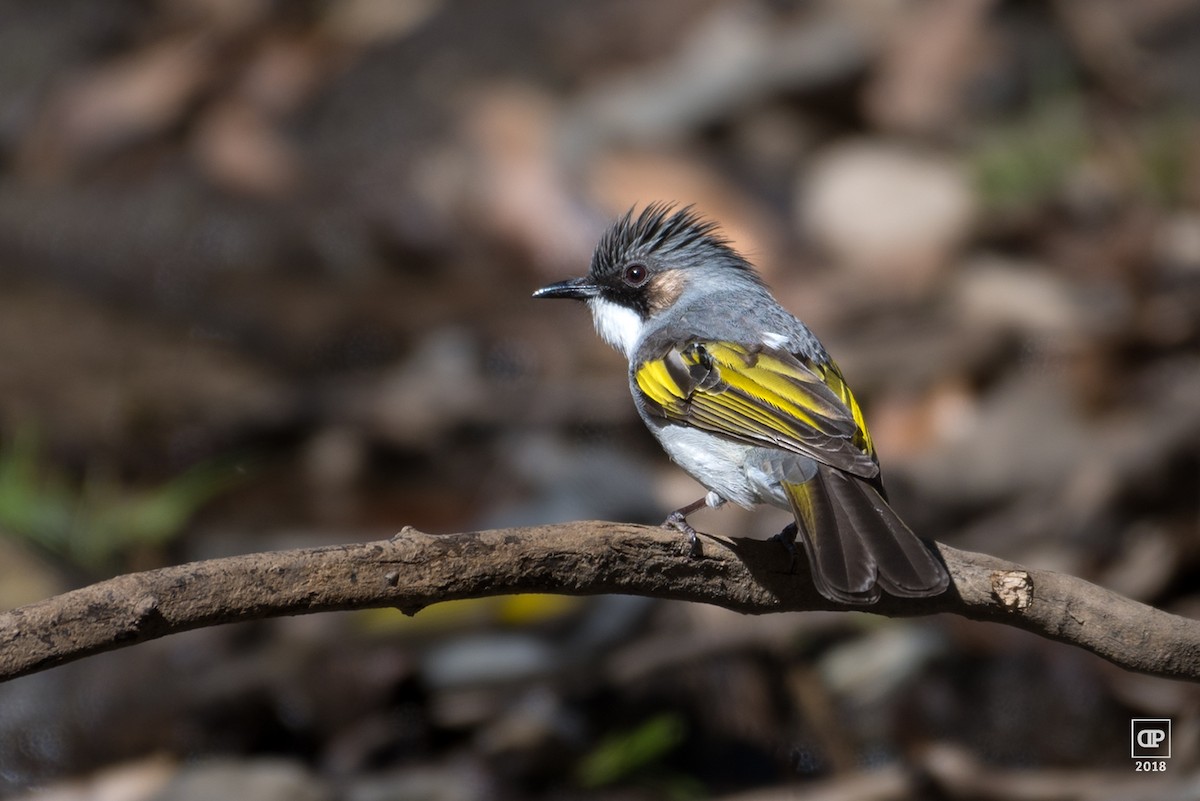 Ashy Bulbul - Dilip C Gupta