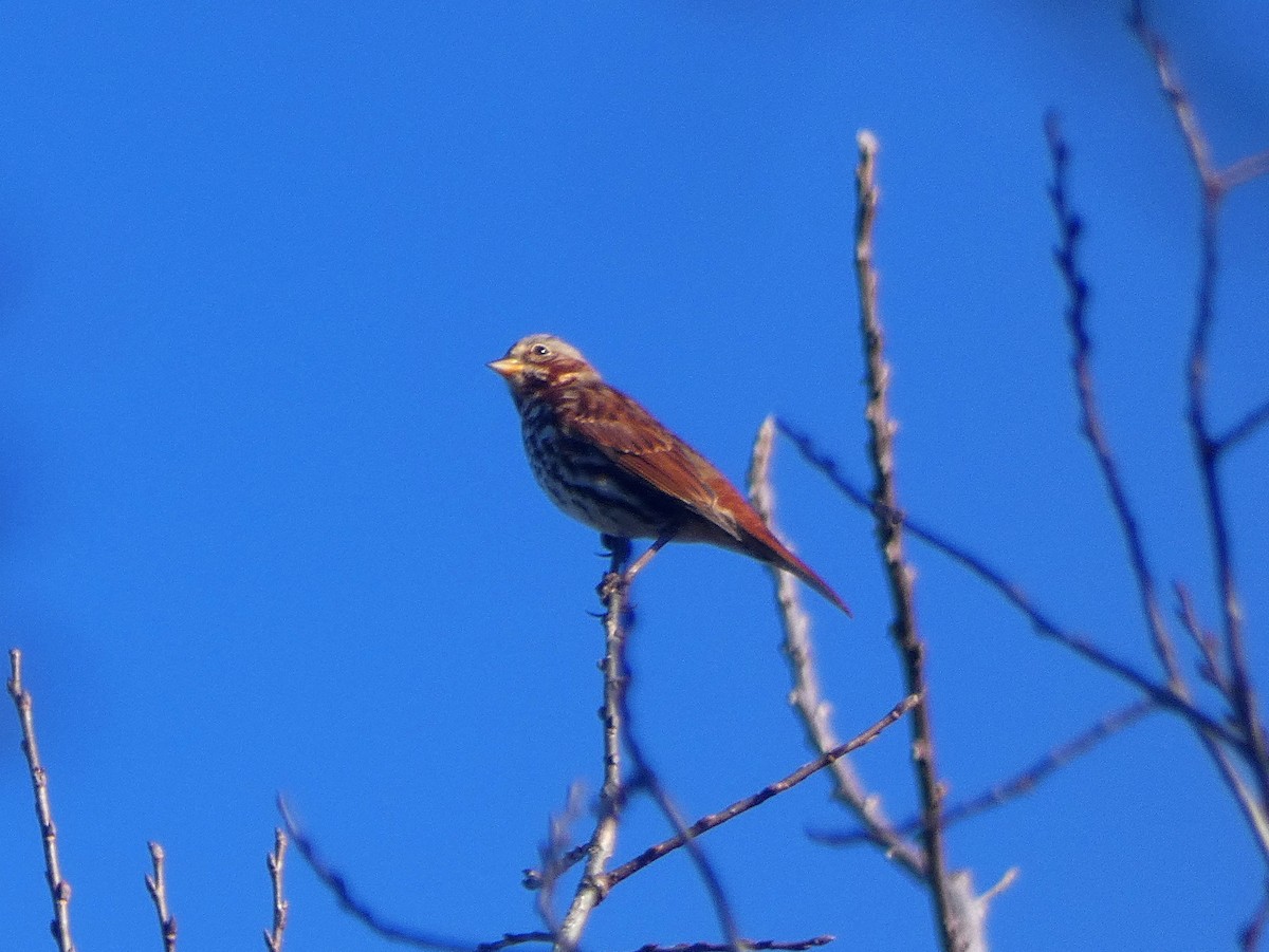 Fox Sparrow - ML120337681