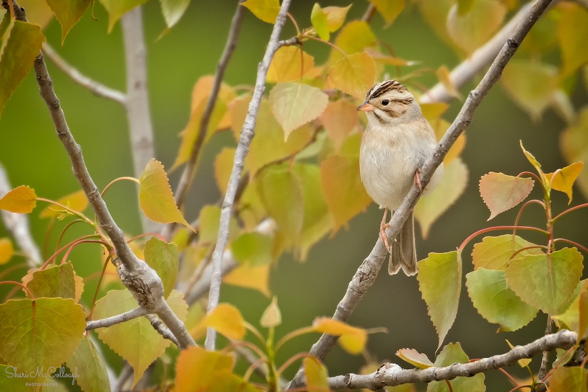 Clay-colored Sparrow - Shari  McCollough