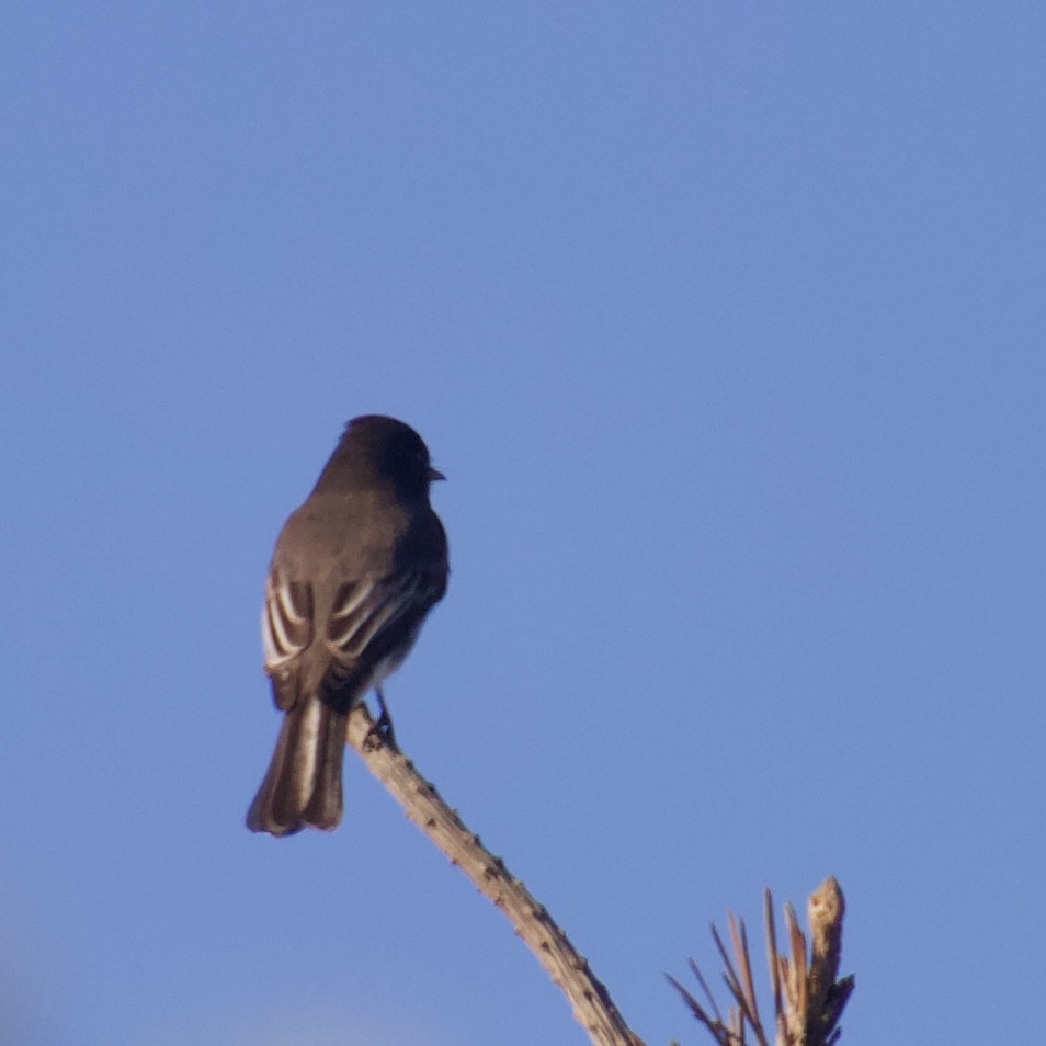 Black Phoebe - ML120341891