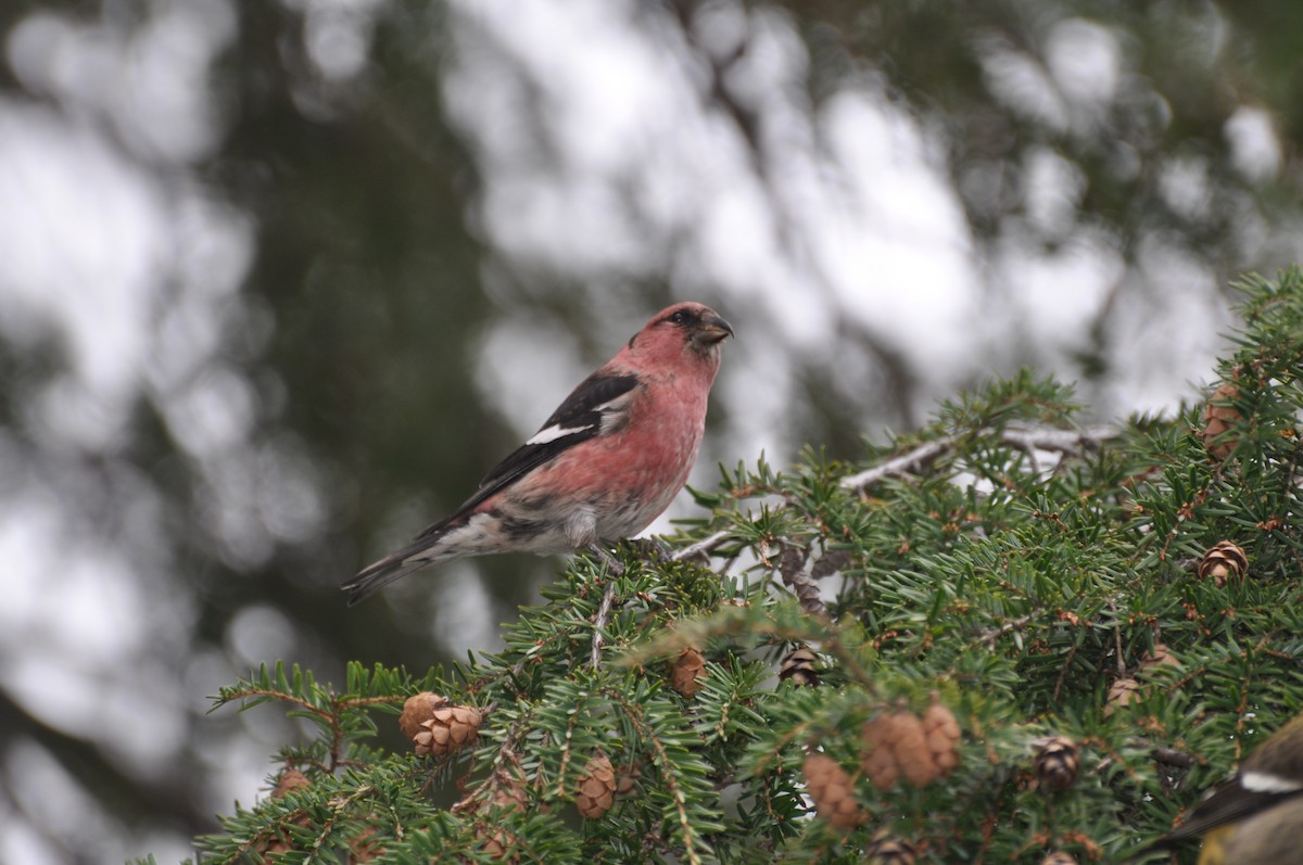 White-winged Crossbill - ML120343851