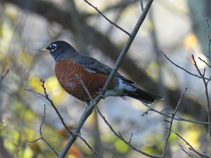 American Robin - ML120345671