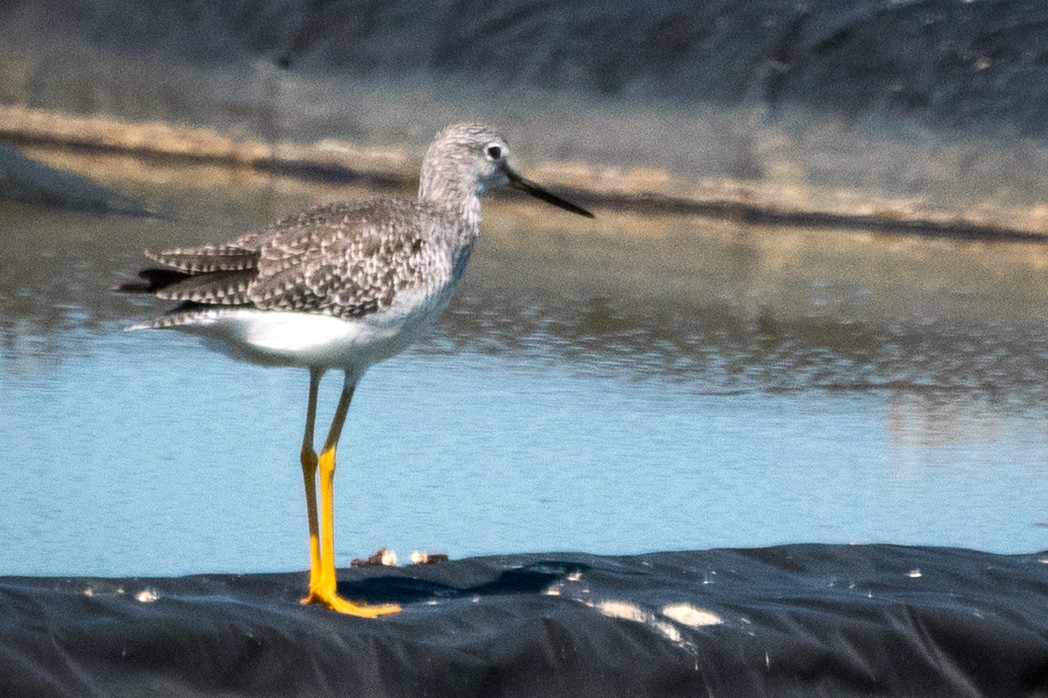 gulbeinsnipe - ML120346871