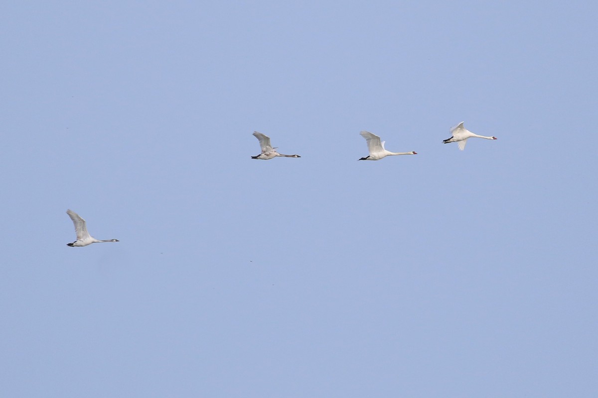 Mute Swan - ML120347051