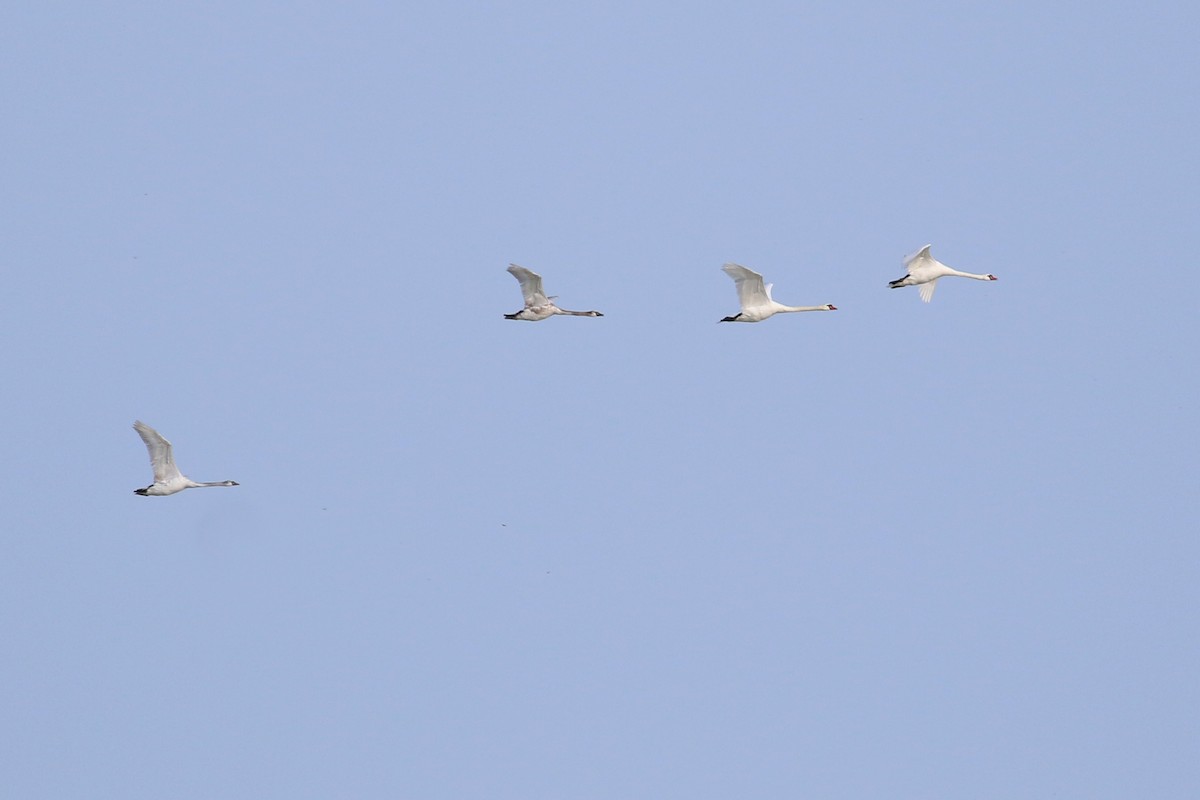 Mute Swan - ML120347051