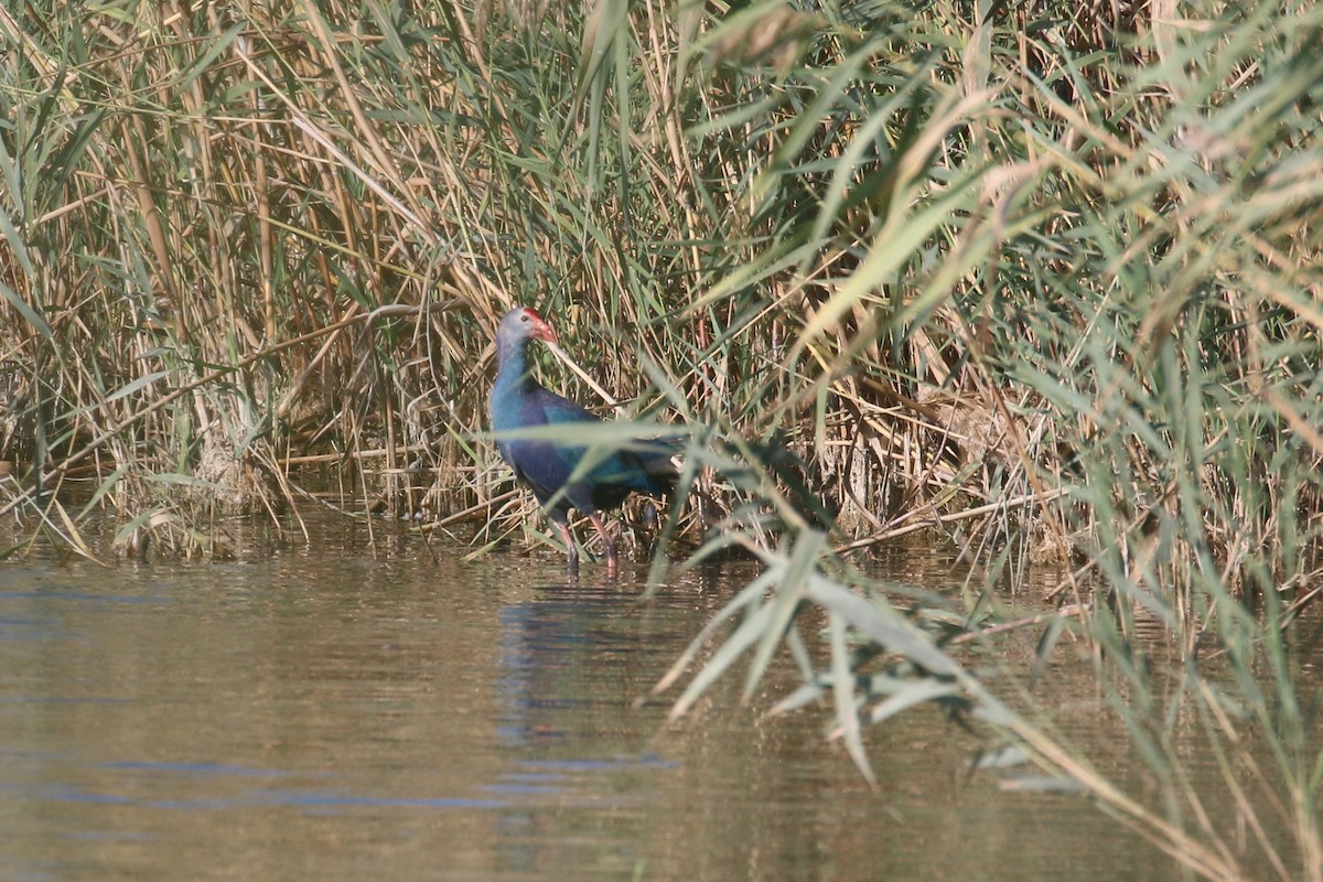 Gray-headed Swamphen - ML120347291