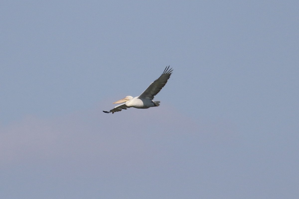 Dalmatian Pelican - Oscar Campbell