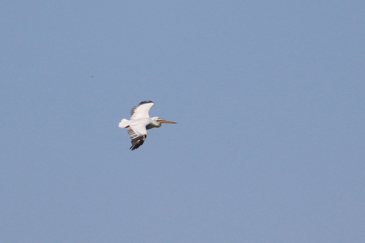 Dalmatian Pelican - Oscar Campbell