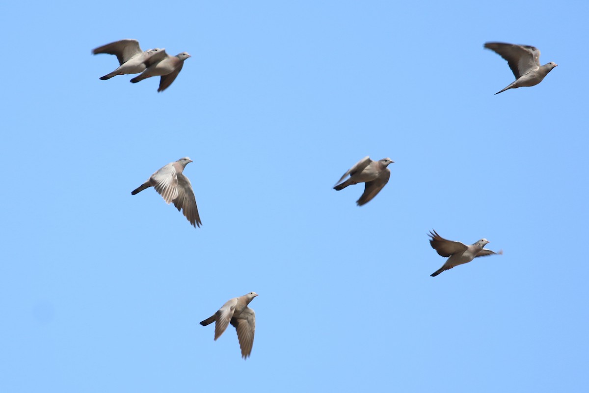 Stock Dove - ML120348091